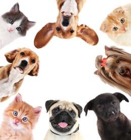 Dog and Cats consider in estate planning